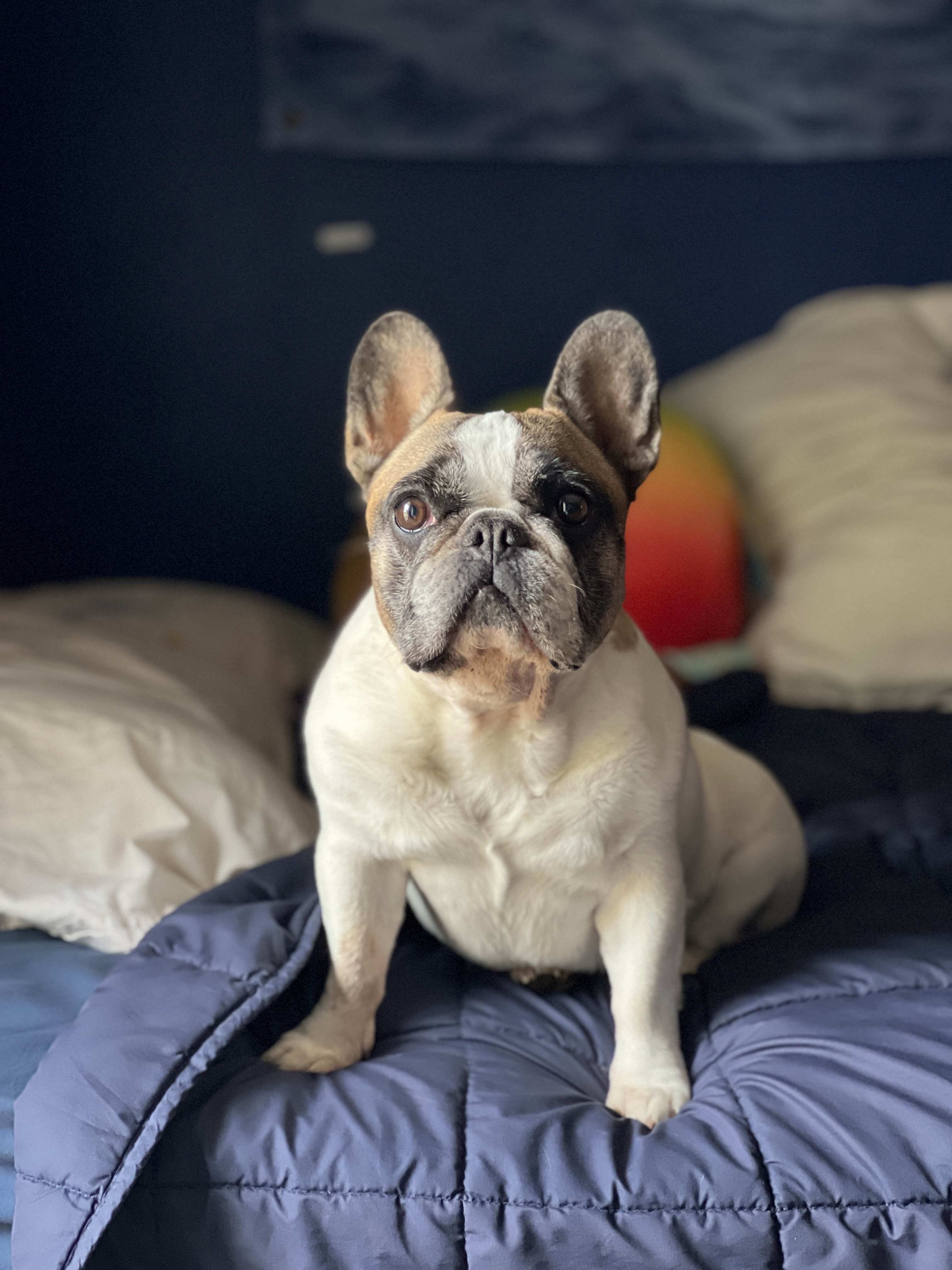 a photo of a pied color frenchie sitting on a bed