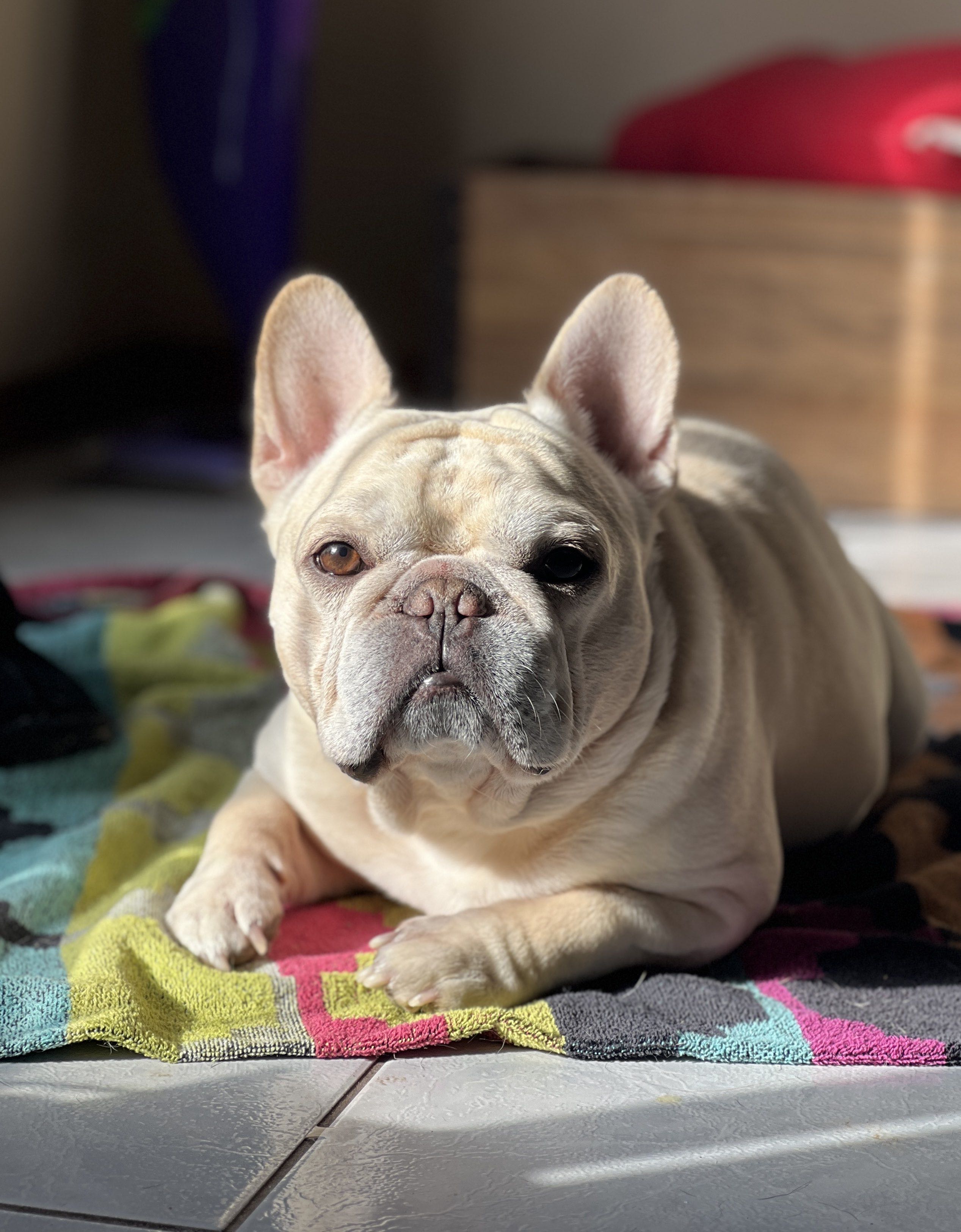 a photo of a white frenchie laying on a towel
