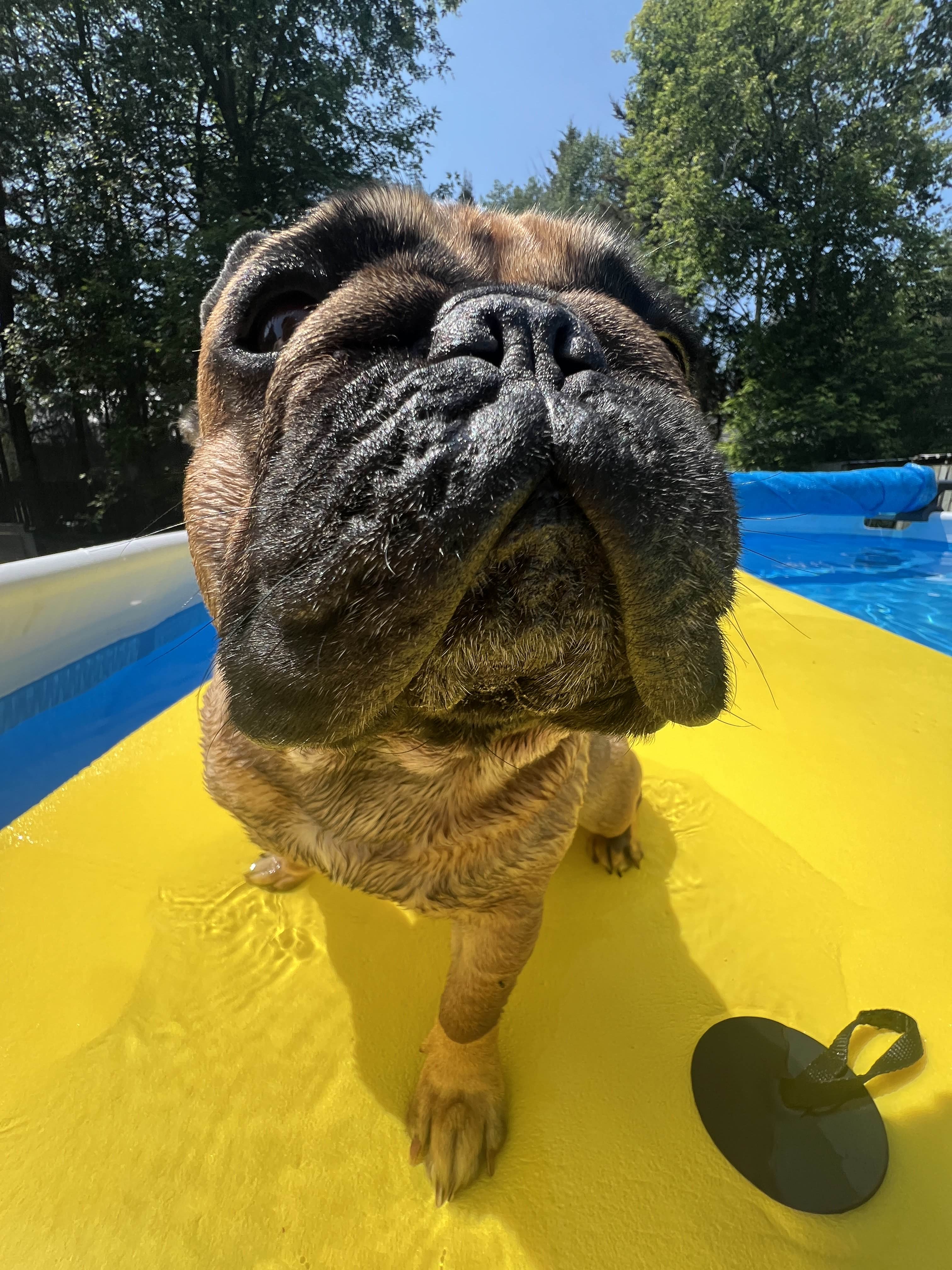 a photo of a brown frenchie on a pool floatie